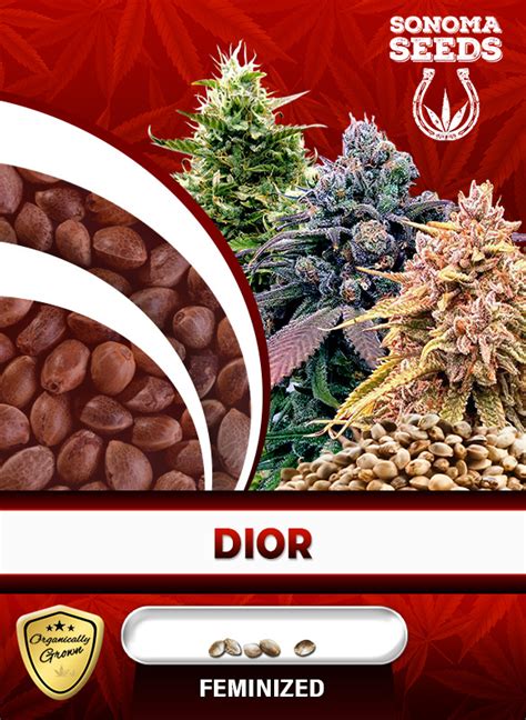 pink dior strain|dior cannabis strain.